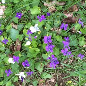 Flowers at the site.