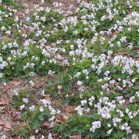 More flowers at the site.